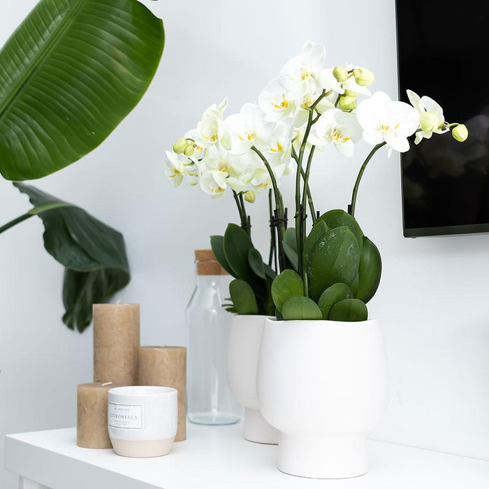 Kolibri Home | Scandic white bloempot - Witte keramieken sierpot - Ø9cm