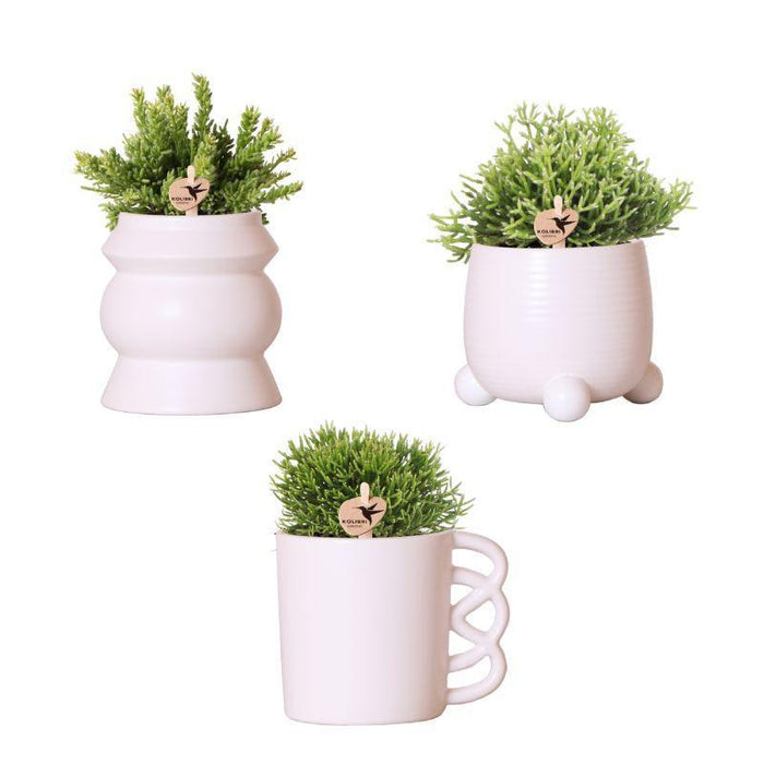 Kolibri Greens | Planten set - met 3 Rhipsalis mix - incl. keramieken sierpotten | potmaat Ø9cm