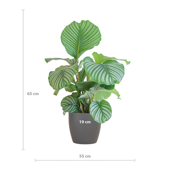 Calathea Orbifolia met Viber grijs - ↕65cm - Ø21cm