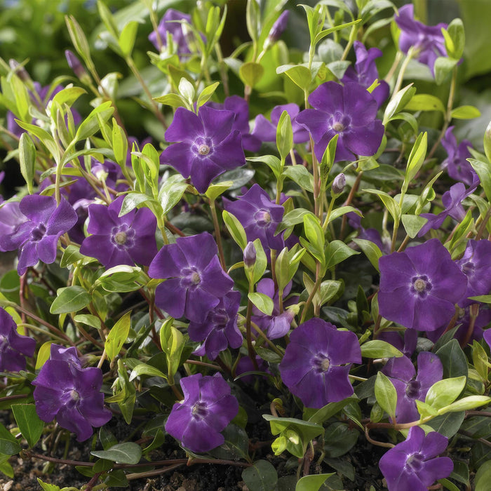 Vinca minor 'Atropurpurea', - ↕10-25cm - Ø9cm - 40x