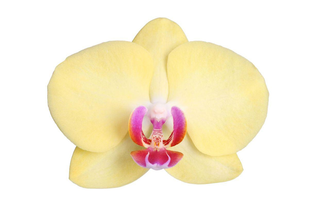 Phalaenopsis Lime Light - 3 tak - ↕60cm - Ø12cm