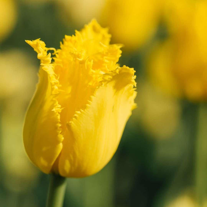 Flowerbulbs Amsterdam - Yellow Splash - 30 bloembollen - Maat 12+