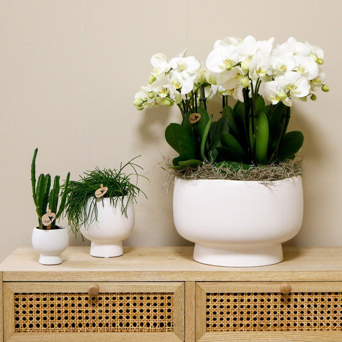 Kolibri Orchids | witte orchideeënset in Scandic dish incl. waterreservoir | drie witte orchideeën Ghent 12cm | Mono Bouquet wit met zelfvoorzienend waterreservoir