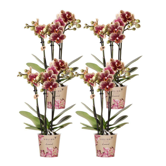 Kolibri Orchids | COMBI DEAL van 4 geel rode phalaenopsis orchideeën - Spain - potmaat Ø9cm | bloeiende kamerplant - vers van de kweker