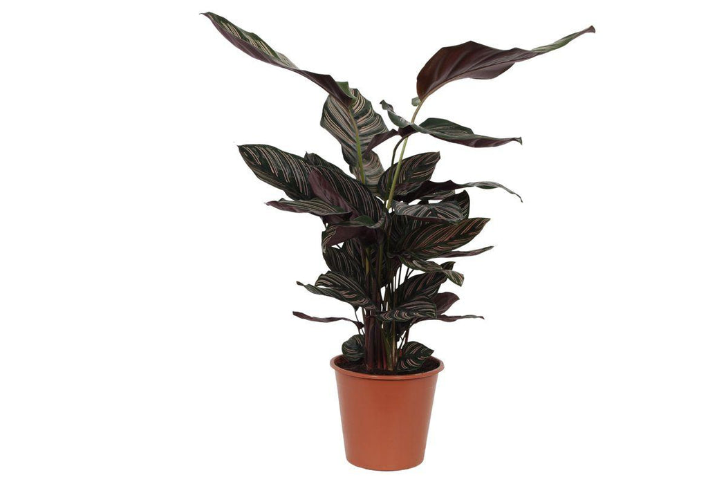 Calathea Sanderiana - ↕80cm - Ø19cm