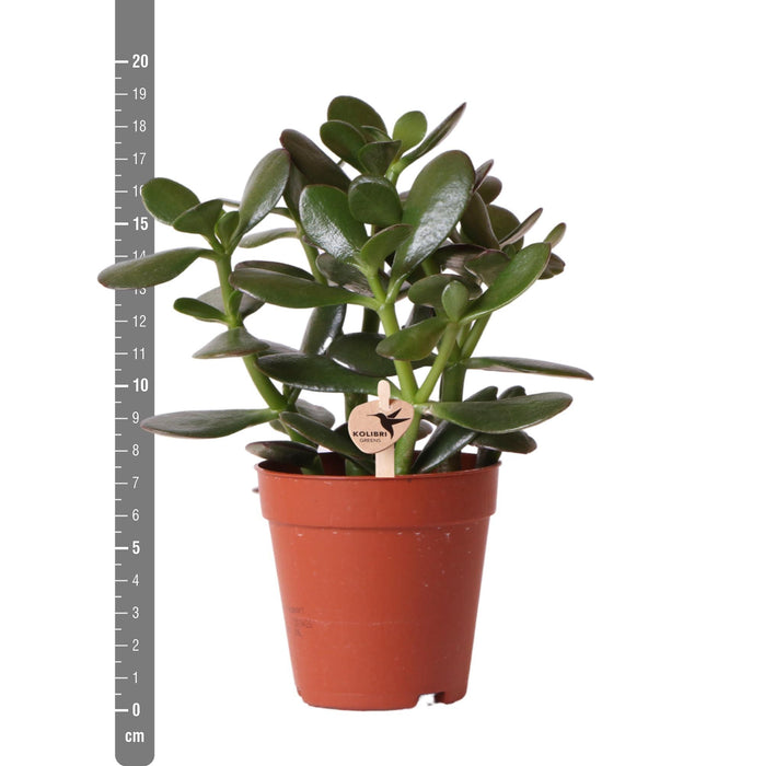 Kolibri Greens | Groene plant - Succulent Crassula Ovata -  groene kamerplant - vers van de kweker - Ø9cm