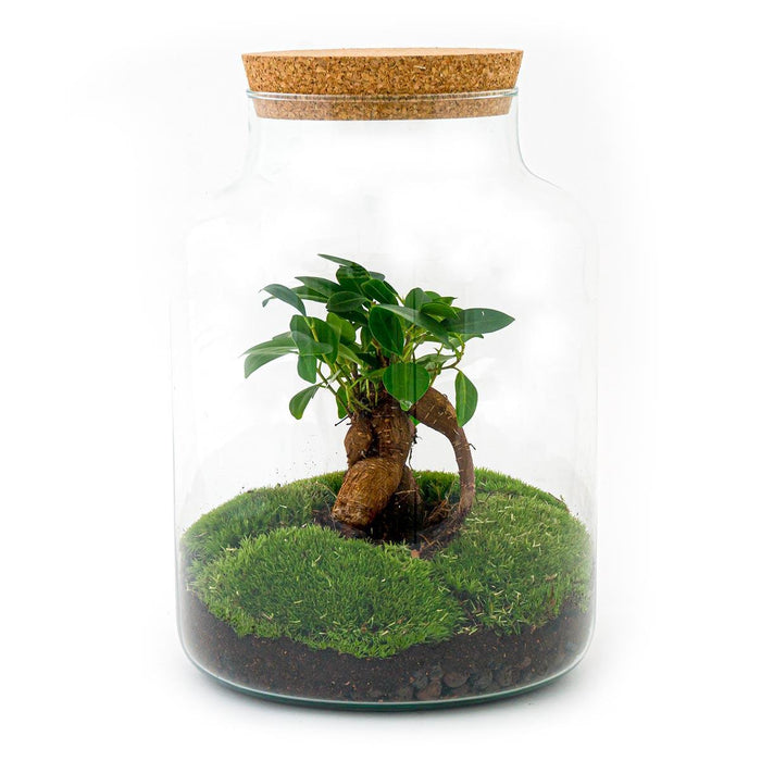 DIY terrarium - Milky met bonsai - ↕ 30 cm - Normal