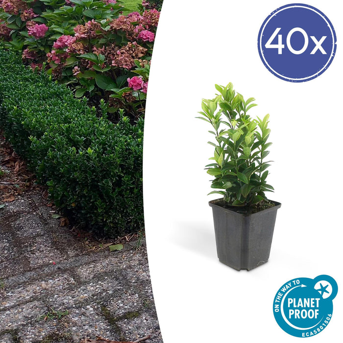 40x Euonymus Japonicus Green Spire (Buxus Vervanger) - ↕10-25cm - Ø9cm