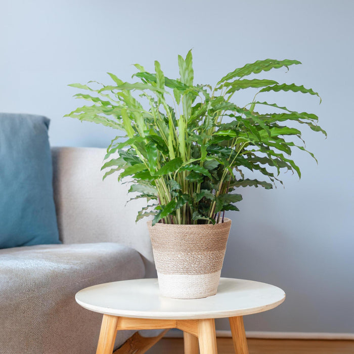 Calathea Rufibarba met Mand Lissabon wit - ↕55cm - Ø17cm