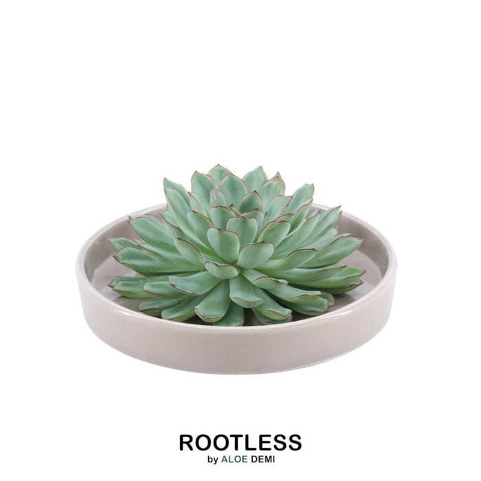 ROOTLESS Succulent Echeveria Pulidonis in schaal 'taupe' - ↕5cm - Ø20cm