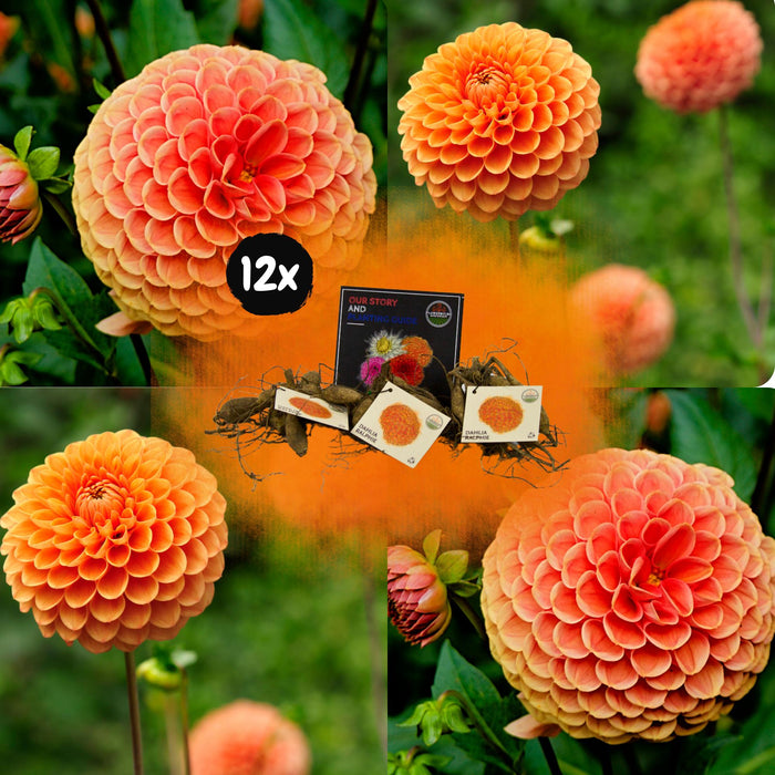 Flowerbulbs Amsterdam - 12 dahlia ralphie knollen voor 2m², glinsterende oranje bloemen