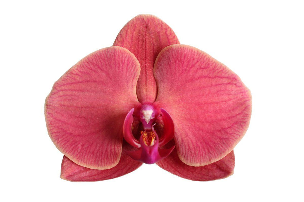 Phalaenopsis Narbonne - 3 tak - 60 cm - Ø12cm