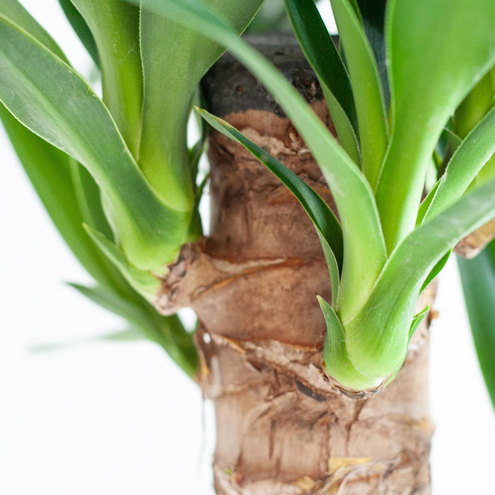 Dracaena  Janet Lindt met Mand Lissabon zwart - 95cm - Ø21