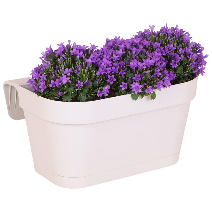 Campanula Addenda Ambella Intense purple - Balkonbak white met 3 stuks campanula potmaat 12cm - Incl. ophangsysteem - Klokjesbloem paars - vaste planten - tuinplanten