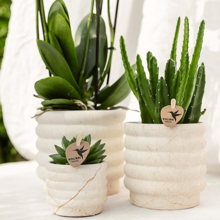 Kolibri Company | Plantenset Slow Living small  | Witte Phalaenopsis Orchidee Lausanne en Succulent incl. keramieken sierpotten op wit organisch dienblad