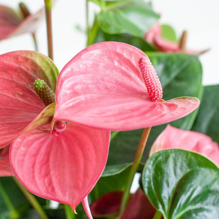 Anthurium Pink explosion met naturel mand - 55cm - Ø17