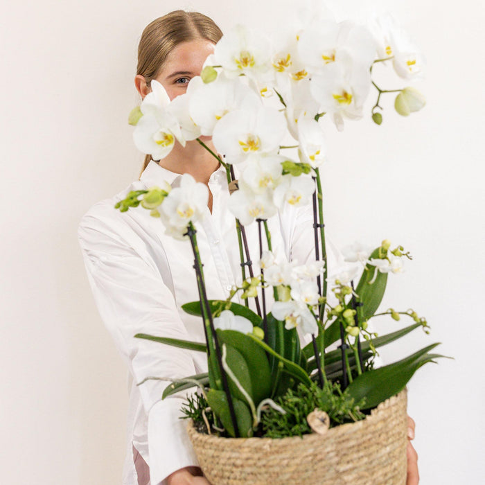 Kolibri Orchids | witte plantenset in Cotton Basket incl. waterreservoir | drie witte orchideeën en drie groene planten Rhipsalis | Field Bouquet wit met zelfvoorzienend waterreservoir