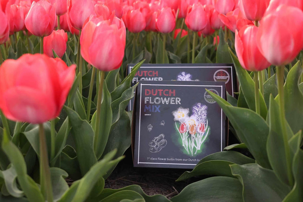 Flowerbulbs Amsterdam - Dutch Flower Mix - Luxe box medium, 40 bloembollen voor 1 m2 bloemenpracht - Maat 12+