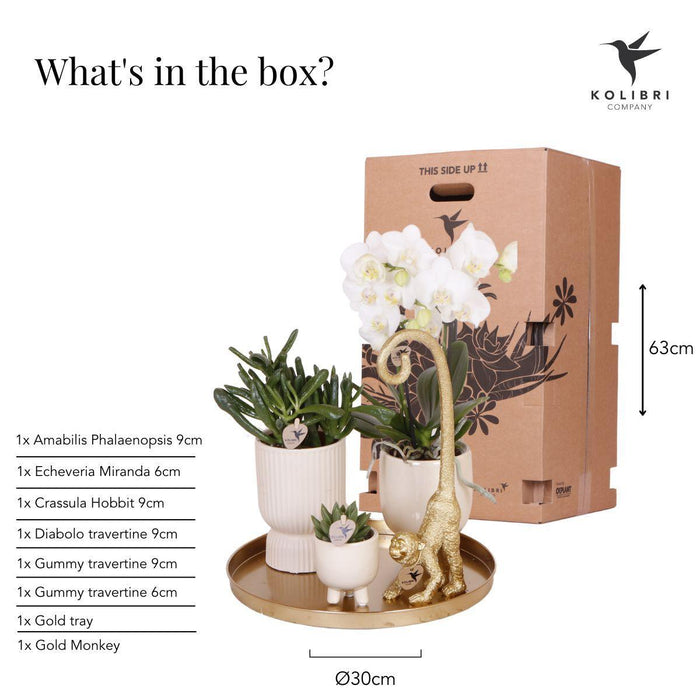 Kolibri Company | Gift set Luxury Living | Plantenset met witte Phalaenopsis Orchidee en Succulenten incl. keramieken sierpotten