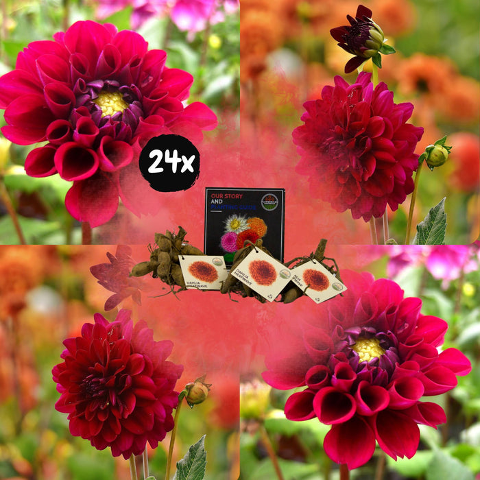 Flowerbulbs Amsterdam - 24 dahlia heatwave knollen voor 4m², grote dieprode bloemen