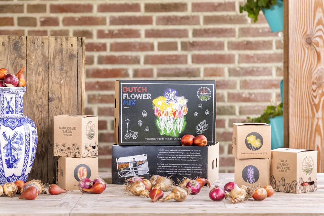 Flowerbulbs Amsterdam - Dutch Flower Mix - Luxe box large, 75 bloembollen voor 2 m2 bloemenpracht - Maat 12+