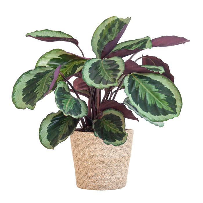 Calathea Medaillon met Sofia mand naturel - ↕65cm - Ø21cm