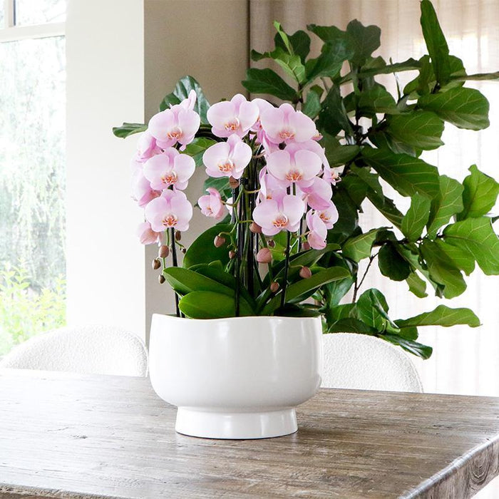 Kolibri Orchids | witte plantenset in Scandic dish incl. waterreservoir | drie witte orchideeën en drie groene planten Rhipsalis | Field Bouquet wit met zelfvoorzienend waterreservoir.