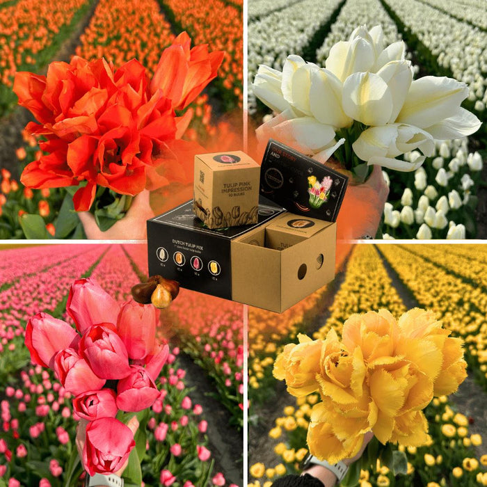 Flowerbulbs Amsterdam - Dutch Tulip Mix - Luxe box medium, 40 bloembollen voor 1 m2 bloemenpracht - Maat 12+