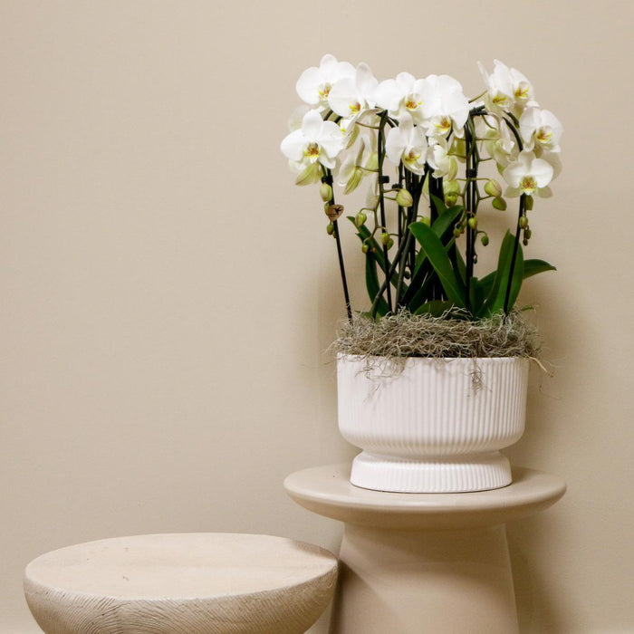 Kolibri Orchids | witte orchideeënset in Diabolo white dish incl. waterreservoir | drie gebogen witte orchideeën Niagara Fall 12cm | Mono Bouquet wit met zelfvoorzienend waterreservoir