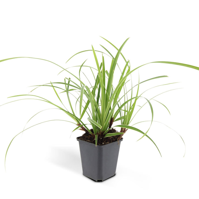 Carex morrowii 'Ice Dance' - ↕10-25cm - Ø9cm - 20x