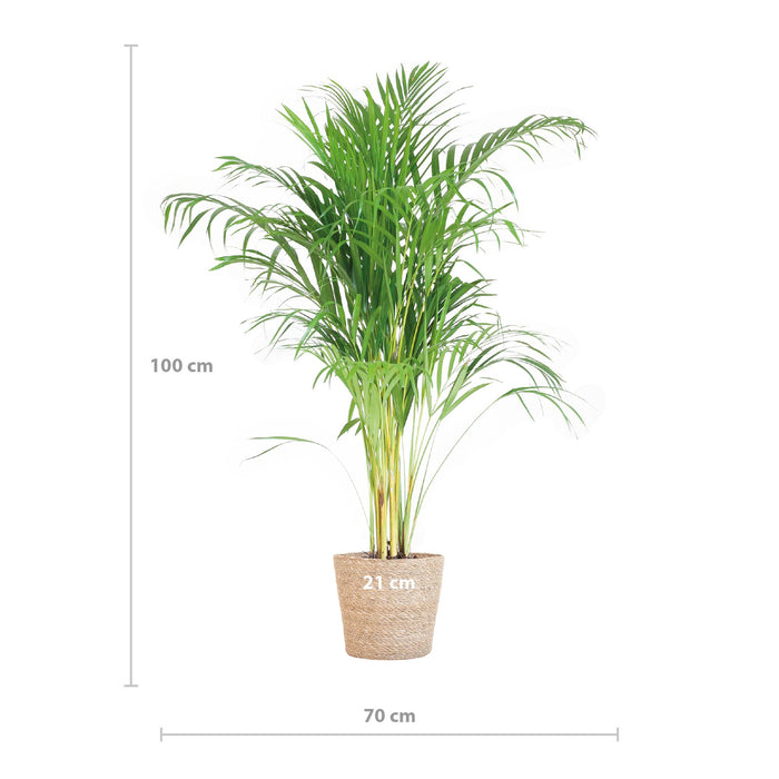 Areca Palm (Dypsis) met Sofia mand naturel - ↕100cm - Ø21cm