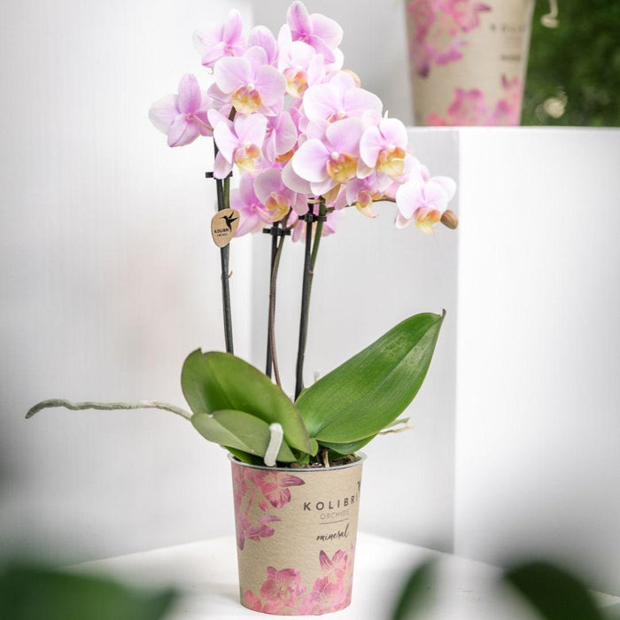 Kolibri Orchids | Roze phalaenopsis orchidee - Andorra - potmaat Ø9cm | bloeiende kamerplant - vers van de kweker