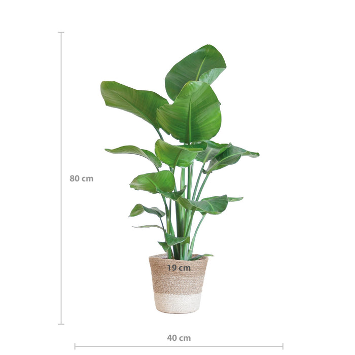 Strelitzia Nicolai met Lissabon mand wit - ↕80cm - Ø19cm