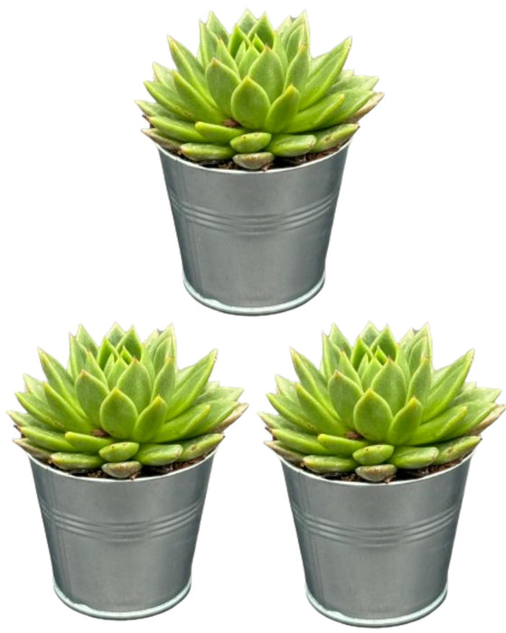 Succulenten - Echeveria Agavoides - 8.5cm Ø - ↕️9-14cm - 3 Stuks - zink