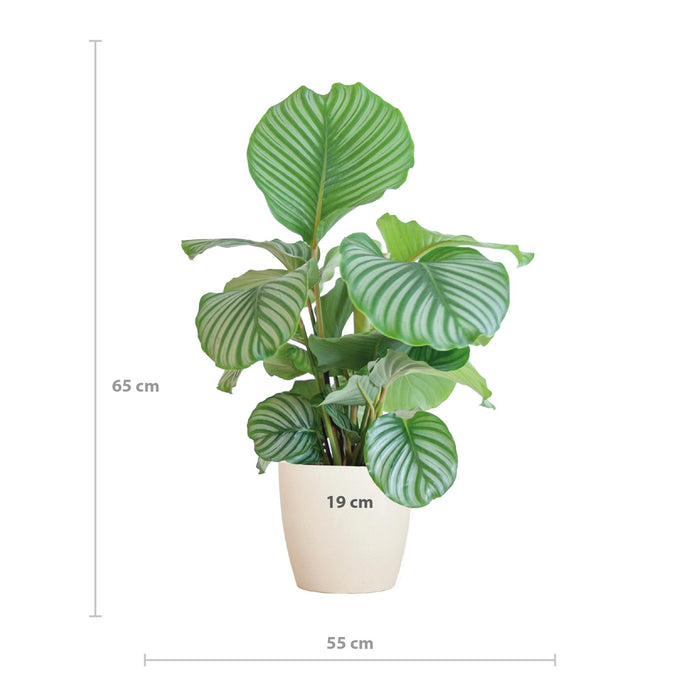 Calathea Orbifolia met Viber wit - ↕65cm - Ø21cm