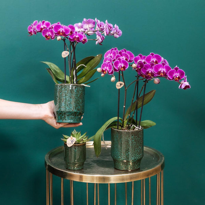 Kolibri Orchids | Paarse phalaenopsis orchidee - Morelia Classy green- potmaat Ø9cm | bloeiende kamerplant - vers van de kweker