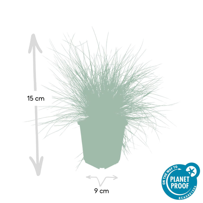 Festuca glauca 'Elijah Bleu' - ↕10-25cm - Ø9cm  - 20x