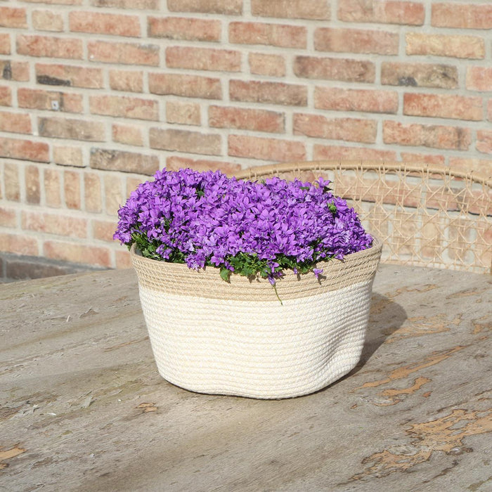 Campanula Addenda Ambella Intense purple - Cotton schaal met Campanula met watergeefsysteem - 3 stuks - Klokjesbloem paars  - potmaat 12cm - binnen & buiten