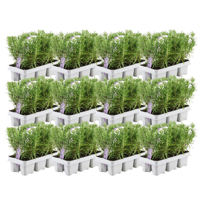 12 x 6 pack Rosmarinus officinalis - 72 x - ↕20 cm - Ø7cm