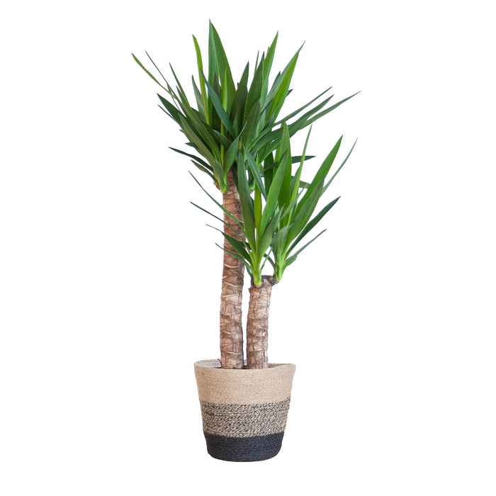 Yucca Elephantipes met Mand Lissabon zwart - 90cm - Ø21