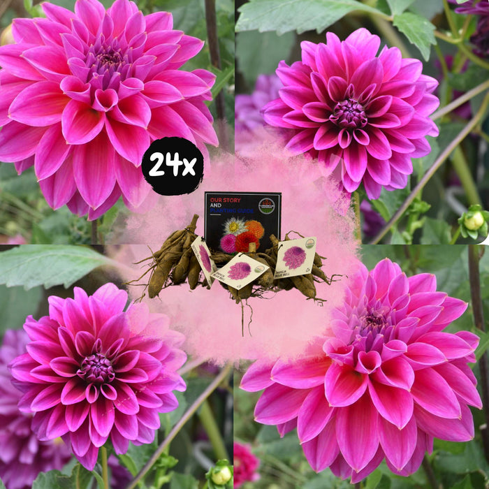 Flowerbulbs Amsterdam - 24 dahlia blue bell knollen voor 4m², grote brede bloembladen