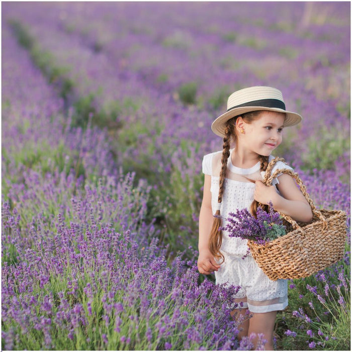 2 x 6 pack Lavendel angustifolia - 6x  - ↕15 cm - Ø7cm