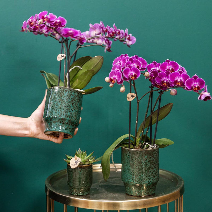 Kolibri Orchids | Paarse phalaenopsis orchidee - Morelia Classy green- potmaat Ø9cm | bloeiende kamerplant - vers van de kweker