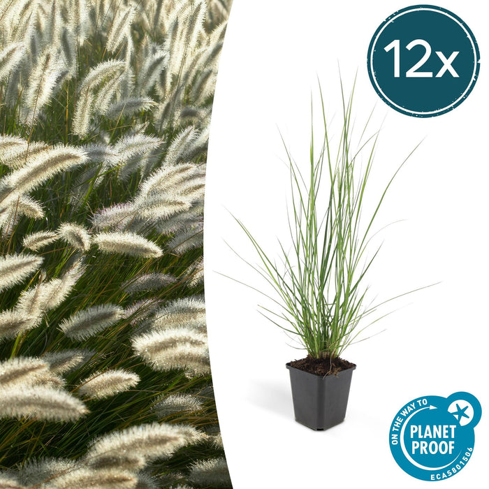 12x Pennisetum alopecuroides 'Hameln' - ↕10-25cm - Ø9cm - 12x