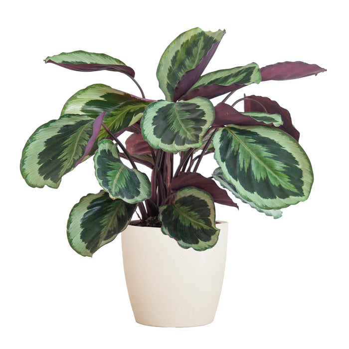 Calathea Medaillon met Viber wit - ↕65cm - Ø21cm