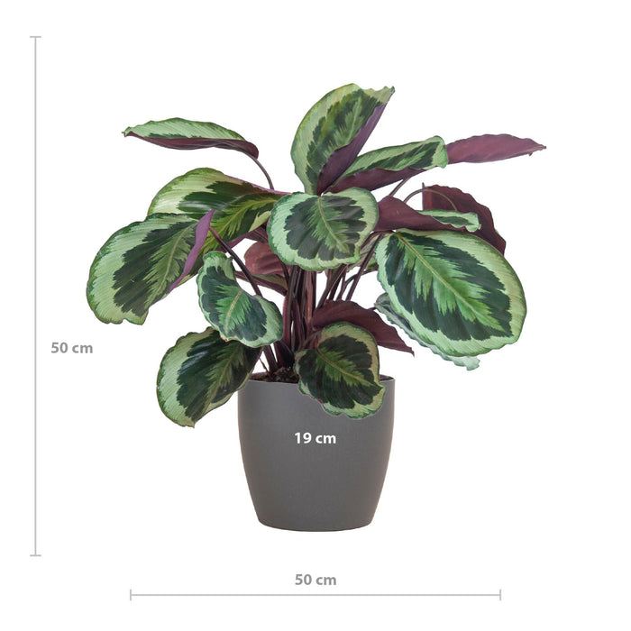 Calathea Medaillon met Viber grijs - ↕65cm - Ø21cm