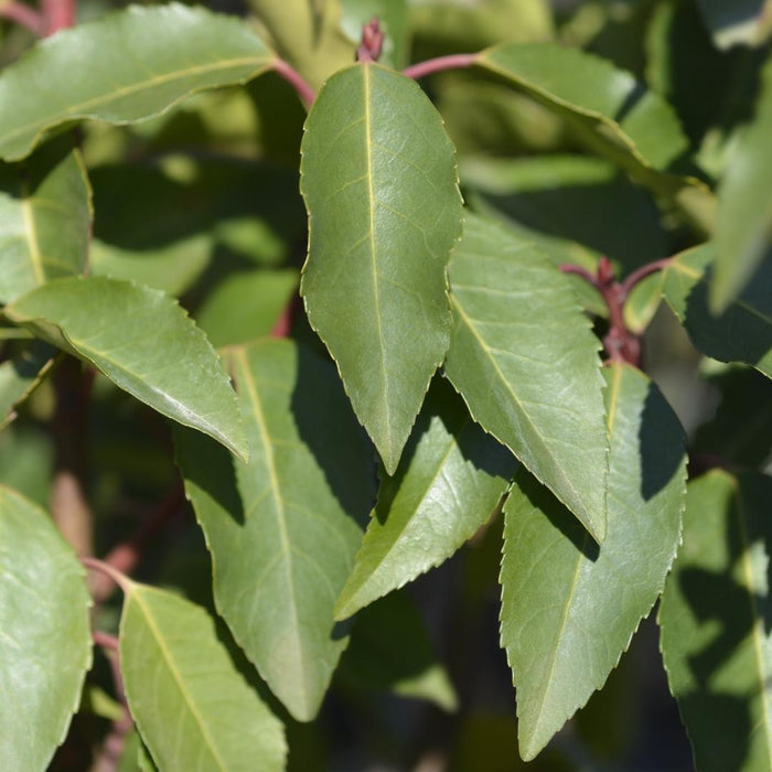 25 grote Portugese Laurierkers planten voor 10 strekkende meter haag | ↕80-100 cm in 12 liter pot