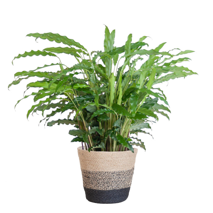 Calathea Rufibarba met Mand Lissabon zwart - ↕55cm - Ø17cm