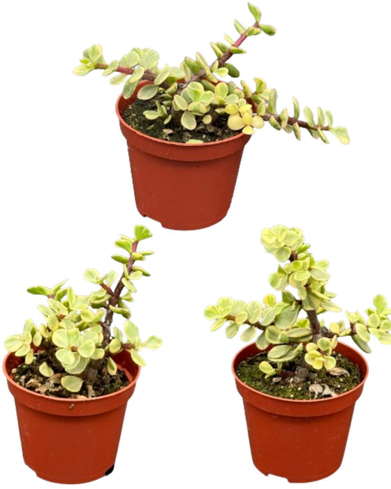 Succulenten- Portulacaria Afra- 8.5cm Ø- ↕️10-20cm- 3 stuks - Geen