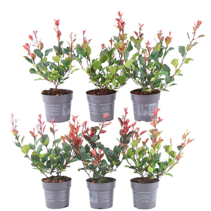 Plants by Frank - 1 meter Glansmispel haag - Photinia fraseri 'Little Red Robin' - Set van 6 winterharde haagplanten - Groenblijvende haag - Vers van de kwekerij geleverd